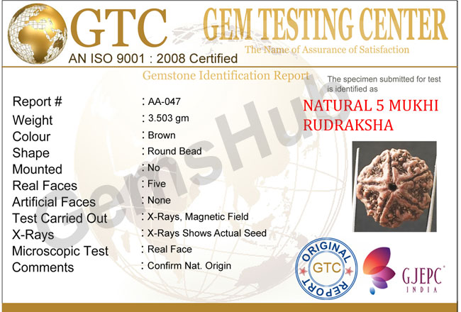 5 Mukhi Certified Nepali Rudraksha